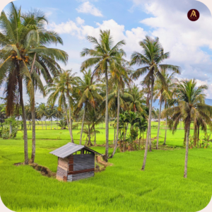 Best Coconut In Tamil Nadu - Ahila